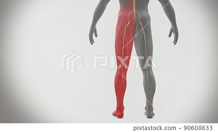 Signals from the spinal cord and transmitted to the brain Signals from the spinal cord and transmitted to the brain 90608633