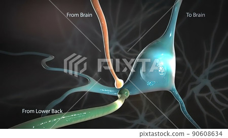Signals from the spinal cord and transmitted to the brain Signals from the spinal cord and transmitted to the brain 90608634