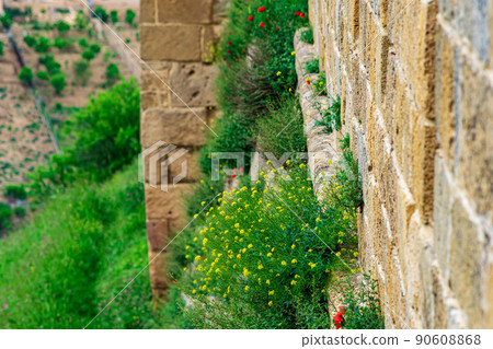 wall of an old castle with grass and flowers growing in the cracks of the masonry 90608868