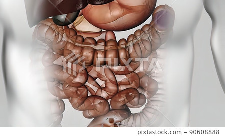 Crossing of the intestines of food Crossing of the intestines of food 90608888