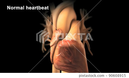 Cardiac Conduction System 3d medical 90608915