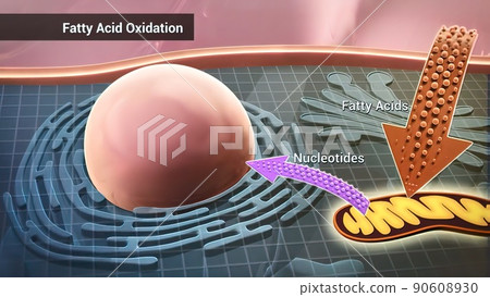 Cell structure and components, mitochondria, nucleus and cytoplasm Cell structure and components, mitochondria, nucleus and cytoplasm 90608930