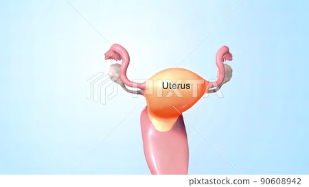 Female reproductive organ, sperm entering the canal Female reproductive organ, sperm entering the canal 90608942