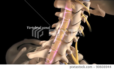 Brain and spinal system, vertebral canal Brain and spinal system, vertebral canal 90608944