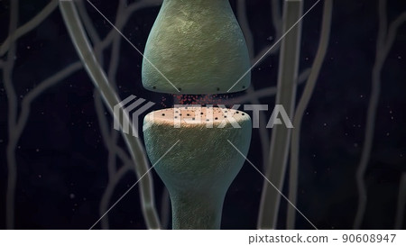 Synaptic transmission, human nervous system Synaptic transmission, human nervous system 90608947