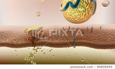 High-density lipoprotein metabolism and reverse cholesterol transport High-density lipoprotein metabolism and reverse cholesterol transport 90608949