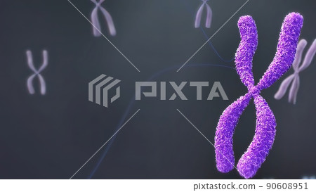 Chromosome and DNA within the cell nucleus 90608951