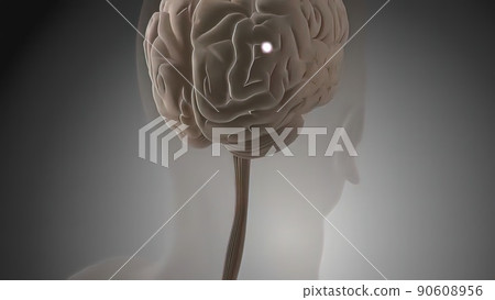 Signals from the spinal cord and transmitted to the brain Signals from the spinal cord and transmitted to the brain 90608956