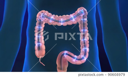 The Human Digestive System. 3D illustration of the colonoscopy Procedure 90608979