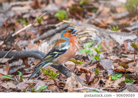 Common chaffinch, Fringilla coelebs, sits on the ground in spring. Common chaffinch in wildlife. 90609089