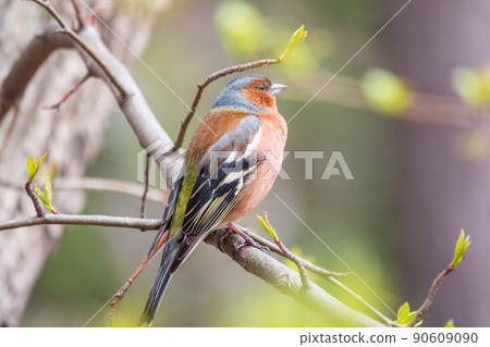 Common chaffinch, Fringilla coelebs, sits on a tree. Common chaffinch in wildlife. Common chaffinch, Fringilla coelebs, sits on a tree. Common chaffinch in wildlife. 90609090