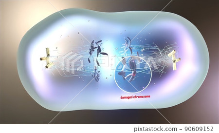Cell division or cloning cells. Stem cells dividing under the microscope. Cell division or cloning cells. Stem cells dividing under the microscope. 90609152