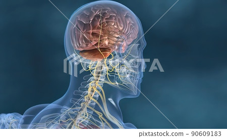 Human heart, Human heart model, Full clipping path included, Heart Anatomy, 90609183