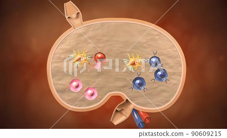 Cell Mediated Response Cartoon Cell Mediated Immunity (CMI): T Cell
