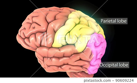 Male medical brain scan in cycle (temporal lobe, parietal lobe) Male medical brain scan in cycle (temporal lobe, parietal lobe) 90609224