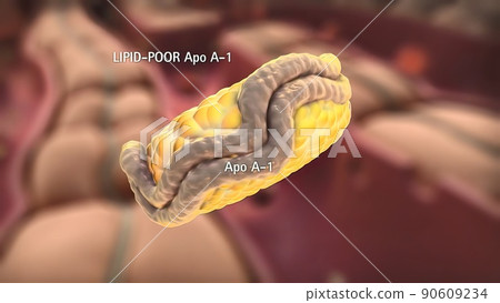 High-density lipoprotein metabolism and reverse cholesterol transport 90609234