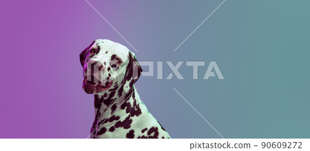 Charming doggy, young Dalmatian dog posing isolated over gradient green-purple studio background in neon light. Concept of breed, vet, beauty, animal haelth and life, care. Charming doggy, young Dalmatian dog posing isolated over gradient green-purple studio background in neon light. Concept of breed, vet, beauty, animal haelth and life, care. 90609272