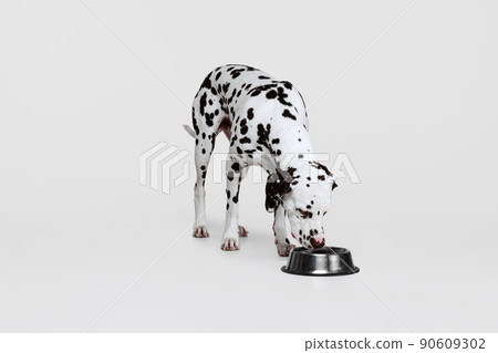 Young beautiful purebred dog, Dalmatian eating from bowl isolated over gray studio background. Concept of breed, vet, beauty, animal haelth and life, care. Young beautiful purebred dog, Dalmatian eating from bowl isolated over gray studio background. Concept of breed, vet, beauty, animal haelth and life, care. 90609302