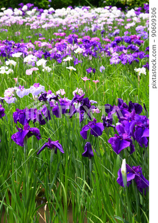 Iris flowers that color the rainy season Iris flowers that color the rainy season 90609306