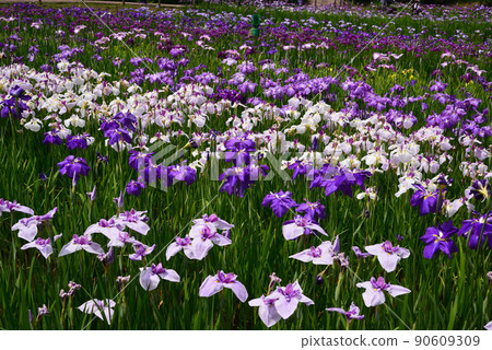 為雨季增添色彩的鳶尾花 90609309