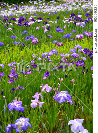 Iris flowers that color the rainy season Iris flowers that color the rainy season 90609323
