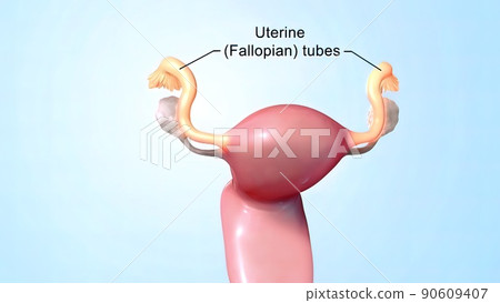 Female reproductive organ, sperm entering the canal 90609407