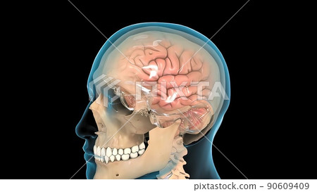 Male medical brain scan in cycle (temporal lobe, parietal lobe) Male medical brain scan in cycle (temporal lobe, parietal lobe) 90609409