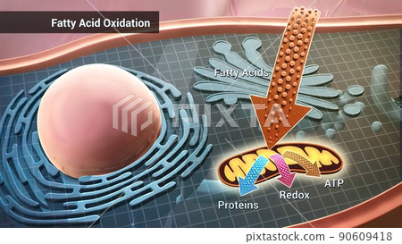 Cell structure and components, mitochondria, nucleus and cytoplasm 90609418