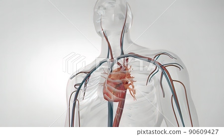 The cardiovascular system.3D medical 3D illustration beating heart The cardiovascular system.3D medical 3D illustration beating heart 90609427