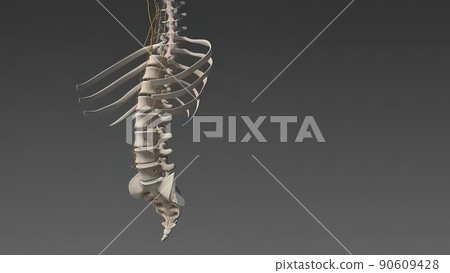 3D illustration Showing The Human Nervous System 90609428