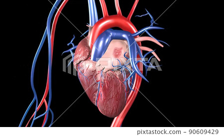Cardiovascular System Human Blood Arteries And Veins 90609429