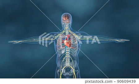 Human heart, Human heart model, Full clipping path included, Heart Anatomy, 90609439