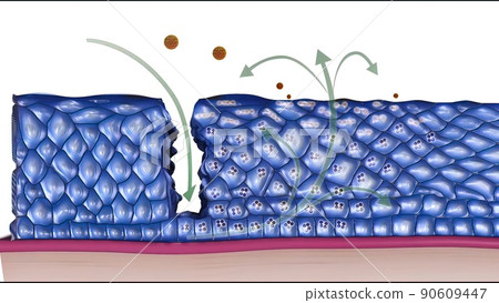 Cancer papilloma virus components 90609447