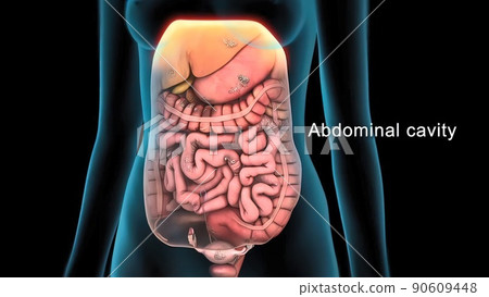 Damaged failed small intestine in human body. Damaged failed small intestine in human body. 90609448