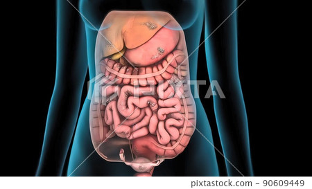 Damaged failed small intestine in human body. 90609449