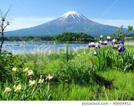 山梨縣德國鳶尾和富士初夏 90609452