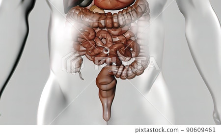 Crossing of the intestines of food Crossing of the intestines of food 90609461