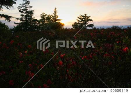 Ranged azalea Amari Mt. 90609549