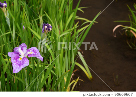 Iris flowers blooming in the rainy season 90609607