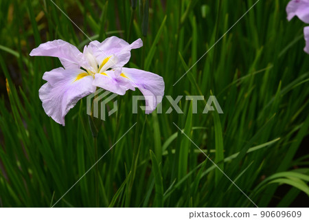開花在雨季的鳶尾花 開花在雨季的鳶尾花 90609609
