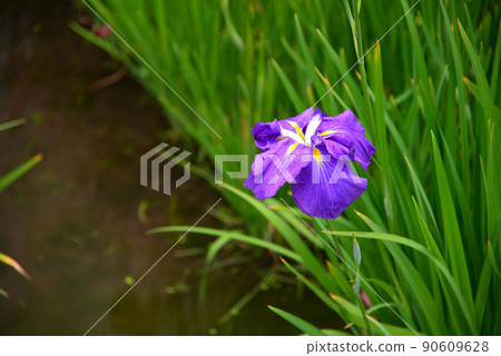 開花在雨季的鳶尾花 開花在雨季的鳶尾花 90609628