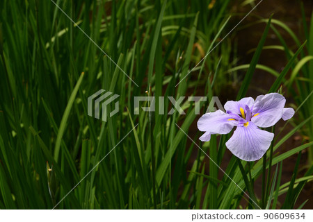 Iris flowers blooming in the rainy season Iris flowers blooming in the rainy season 90609634