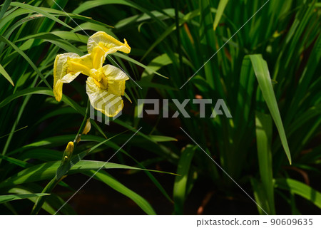 Iris flowers blooming in the rainy season Iris flowers blooming in the rainy season 90609635
