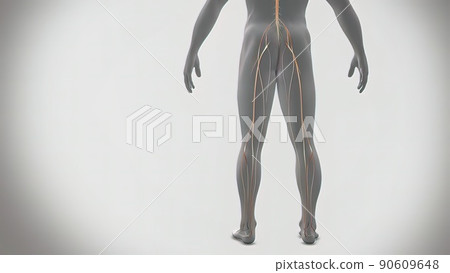 Signals from the spinal cord and transmitted to the brain Signals from the spinal cord and transmitted to the brain 90609648