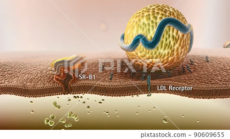 High-density lipoprotein metabolism and reverse cholesterol transport High-density lipoprotein metabolism and reverse cholesterol transport 90609655