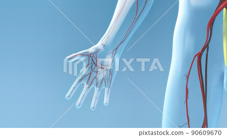 Transparent male model capillary blood flow on blue back ground 90609670