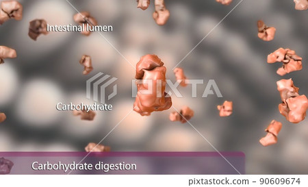 The process of breaking down the eaten food in the digestive system 90609674