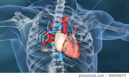 Human heart, Human heart model, Full clipping path included, Heart Anatomy, 90609675