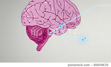 the medulla oblongata, part of the brainstem responsible for autonomic homeostasis the medulla oblongata, part of the brainstem responsible for autonomic homeostasis 90609676