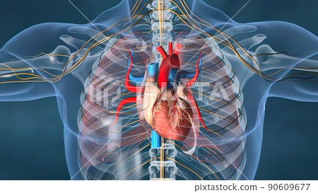 Human heart, Human heart model, Full clipping path included, Heart Anatomy, 90609677